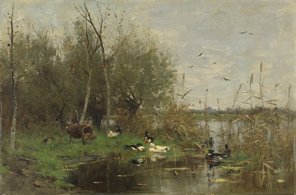 Ducks beside a duck shelter on a ditch